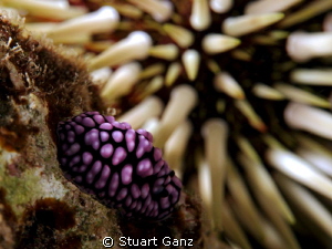 Pustulose Phyllidia by Stuart Ganz 